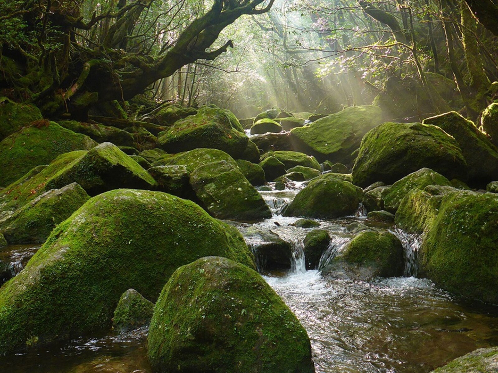 Moss-covered forest stream on Yakushima near sankara hotel and spa